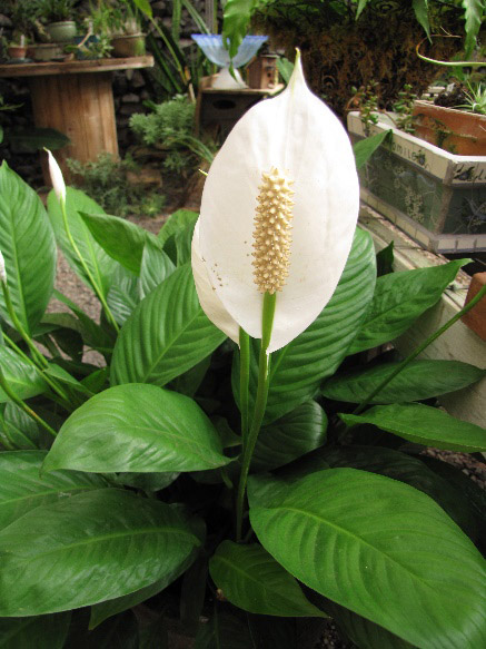 Peace Lily o lirio de paz