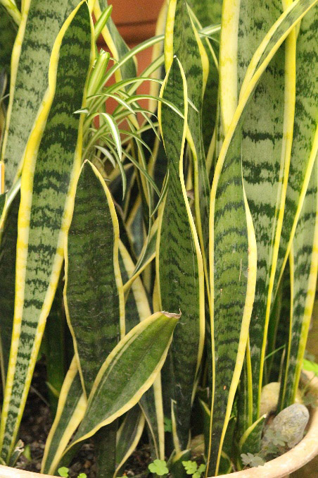 Sansevieria